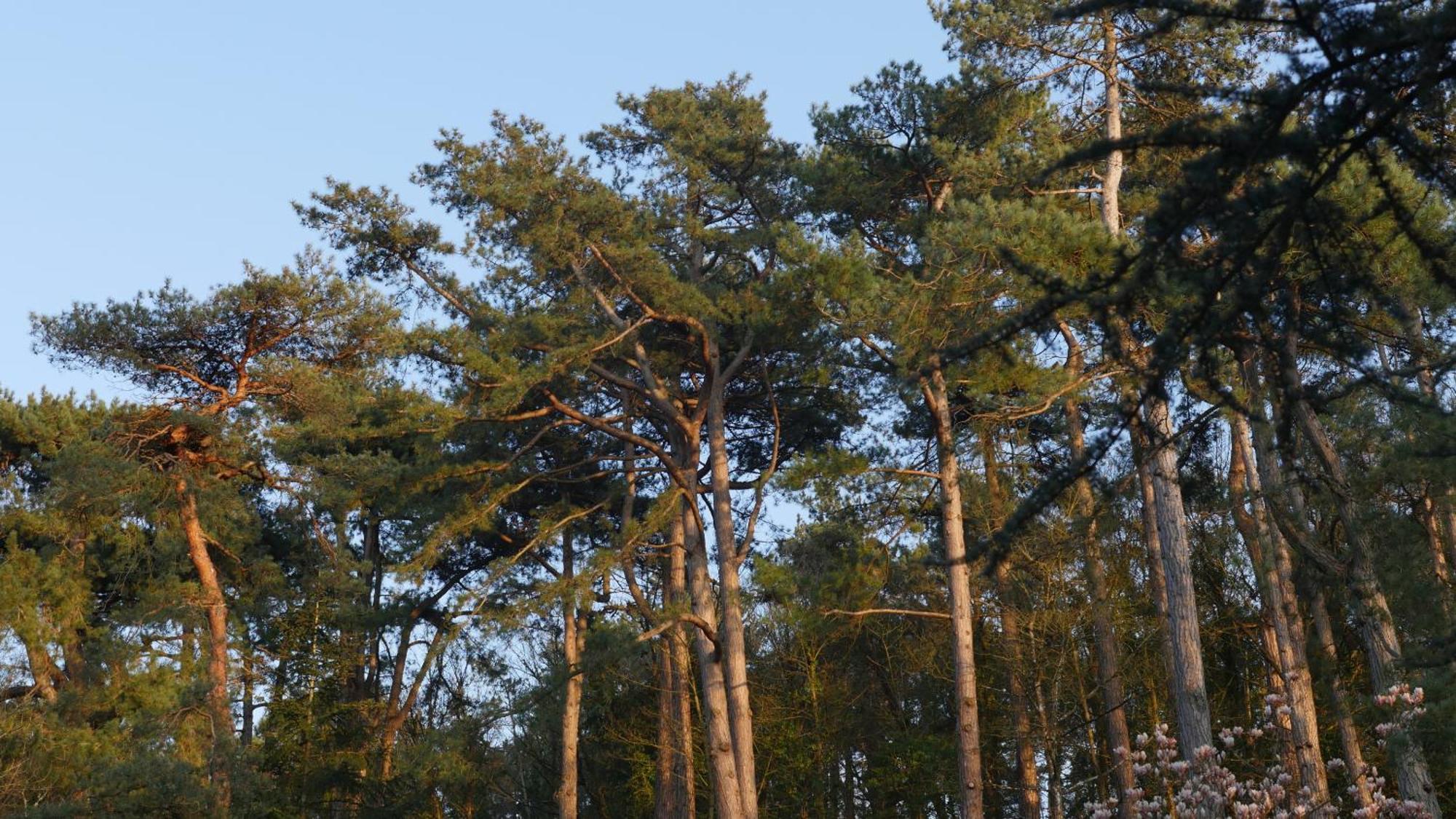 Bain De Foret - Lodges Cosy & Spa Neufchâtel-Hardelot Dış mekan fotoğraf